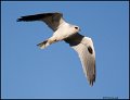 _0SB0938 white-tailed kite